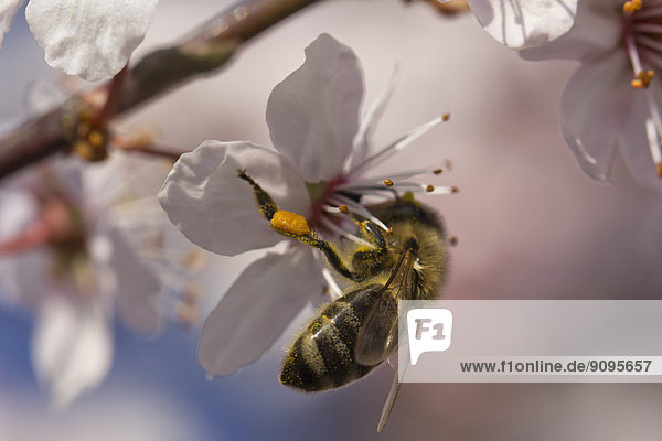 Deutschland  Bayern  Honigbiene  Apis  Blütenpollen sammeln