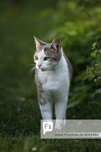 Deutschland  Baden-Württemberg  Grauweiße Katze  Felis silvestris catus  auf Wiese stehend