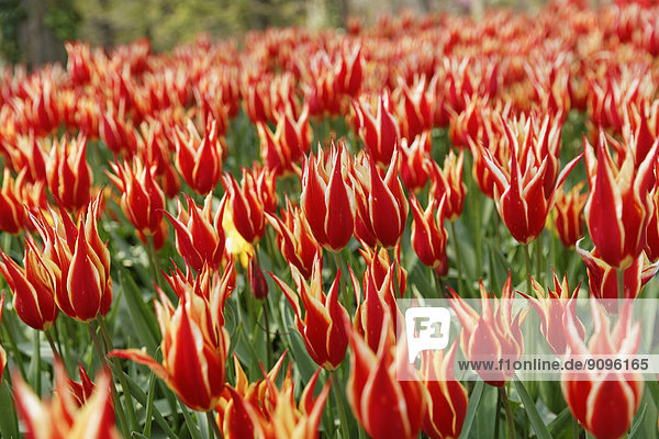 Türkei  Istanbul  Emirgan Park  Tulpenfest  Tulpenbett  Tulipa