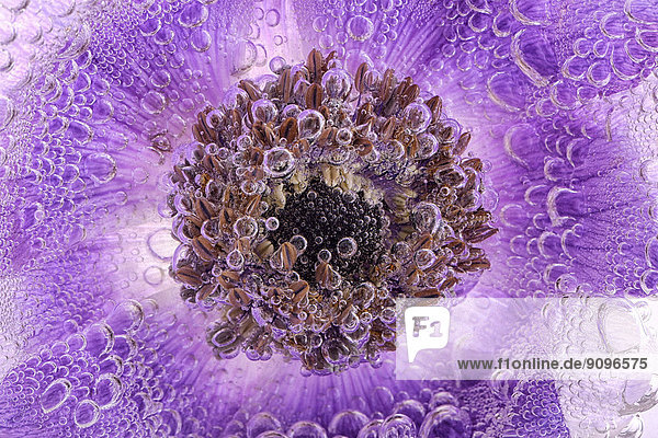 Detail der violetten Anemone unter Wasser