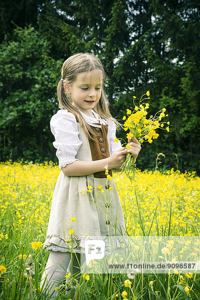 Kleines Mädchen im Landhausstil  das Butterblumen sammelt  Ranunculus  auf Wiese