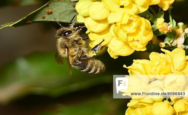 Honigbiene  Apis mellifera  sucht Nektar