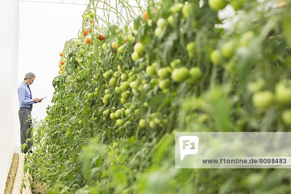 Botaniker mit digitaler Tablette in der Nähe von Tomatenpflanzen im Gewächshaus