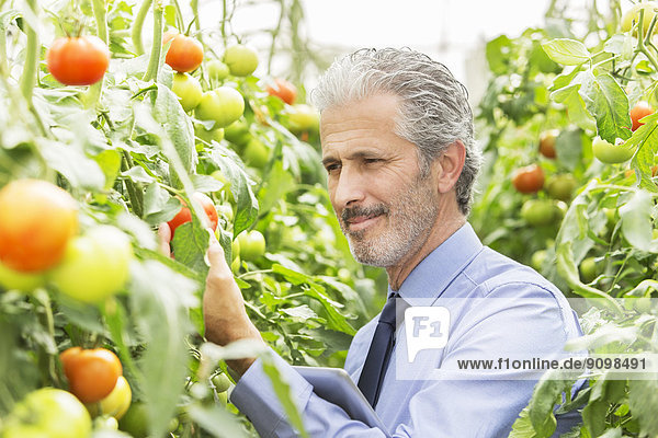 Botaniker untersucht Tomatenpflanzen im Gewächshaus