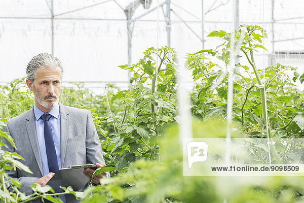 Botaniker mit Zwischenablage zur Untersuchung von Tomatenpflanzen im Gewächshaus