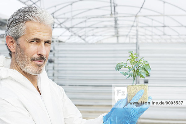 Porträt eines selbstbewussten Botanikers mit Tomatenpflanze im Gewächshaus