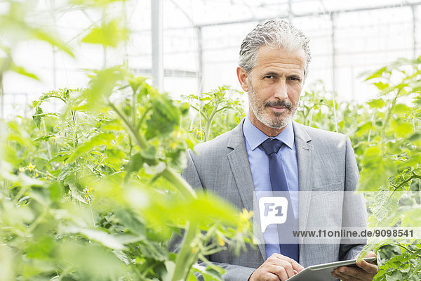 Portrait des Geschäftsinhabers mit digitalem Tablett unter Tomatenpflanzen im Gewächshaus