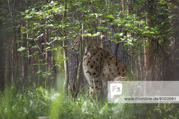 Luchs (Lynx lynx)  Wildpark der Schorfheide  Brandenburg  Deutschland