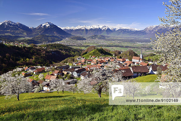 Ortsansicht mit blühenden Kirschbäumen und Ausblick über das St. Galler Rheintal  Fraxern  Bezirk Feldkirch  Vorarlberg  Österreich