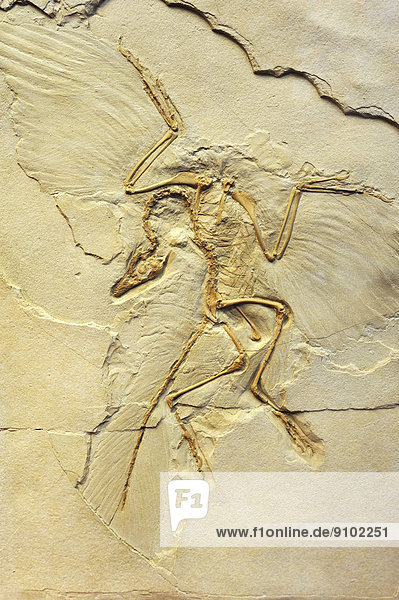 Urvogel (Archeopteryx siemensii)  Paläontologisches Museum  München  Bayern  Deutschland