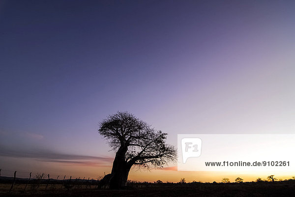 Afrikanischer Affenbrotbaum oder Afrikanischer Baobab (Adansonia digitata) im Abendlicht  Provinz Limpopo  Südafrika