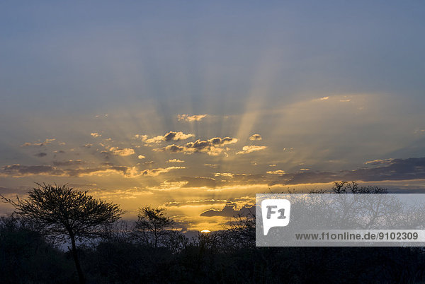 Sonnenuntergang  Sonnenstrahlen  Bäume im Abendlicht  Krüger-Nationalpark  Südafrika