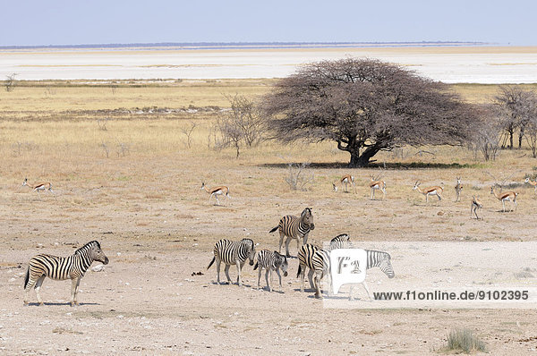 Burchell's Zebras (Equus quagga burchelli) and Springboks (Antidorcas marsupialis) at the Salvadora waterhole  Etosha salt pan at the back  Etosha National Park  Namibia