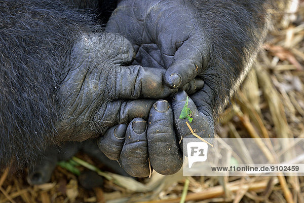 Westlicher Flachlandgorilla (Gorilla gorilla gorilla)  Hände  Männchen  Silverback  captive  Limbe Wildlife Center  Limbe  Provinz Sud-Ouest  Kamerun