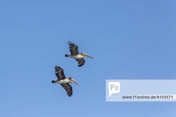 Brown Pelicans (Pelecanus occidentalis)  California  United States