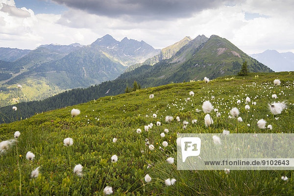 Sommerwiese auf der Planai  Schladming  Steiermark  Österreich
