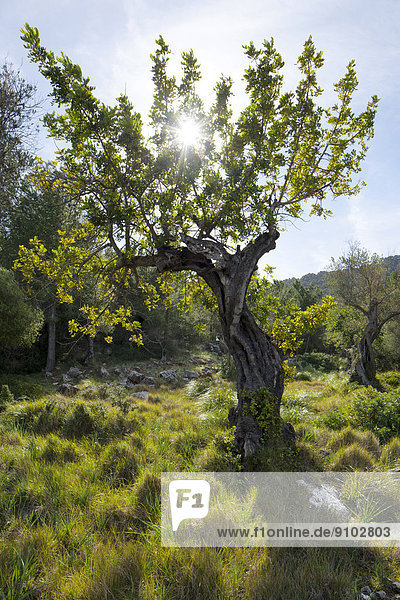 Olive Tree (Olea europaea)  with sunlight  Majorca  Balearic Islands  Spain