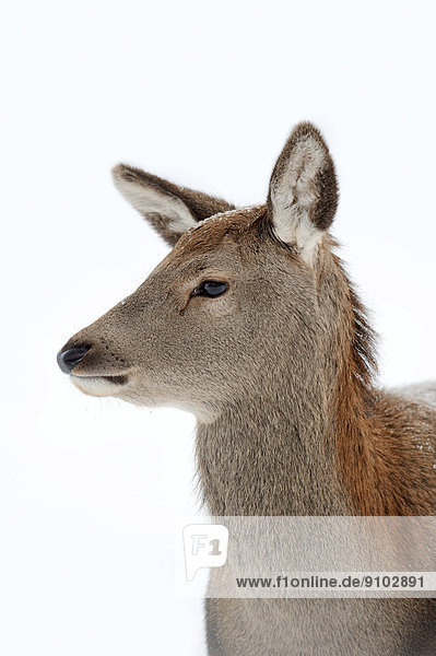 Red Deer (Cervus elaphus)  hind in winter  portrait  captive  North Rhine-Westphalia  Germany