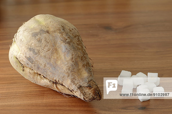 Zuckerrübe (Beta vulgaris ssp. vulgaris var. altissima) und Würfelzucker Weißzucker Raffinade