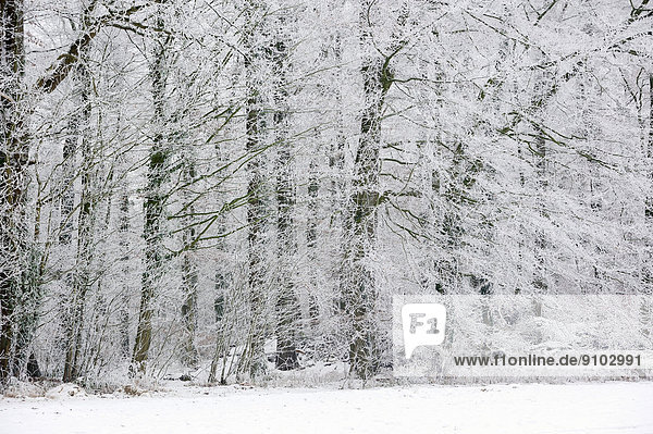 Laubwald im Winter Nordrhein-Westfalen Deutschland