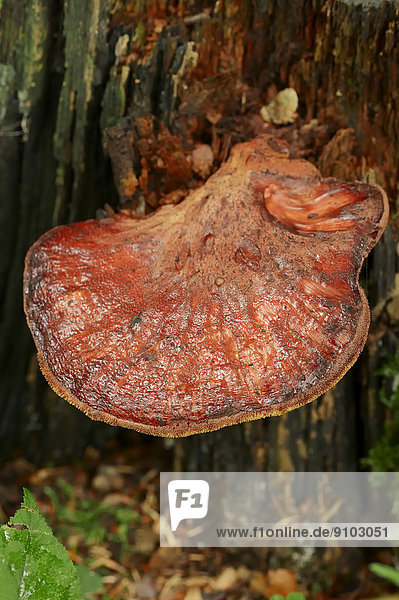 Eichen-Leberreischling Leberpilz Ochsenzunge (Fistulina hepatica) Nordrhein-Westfalen Deutschland