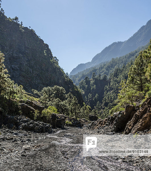 Stream  Caldera de Taburiente National Park  La Palma  Canary Islands  Spain