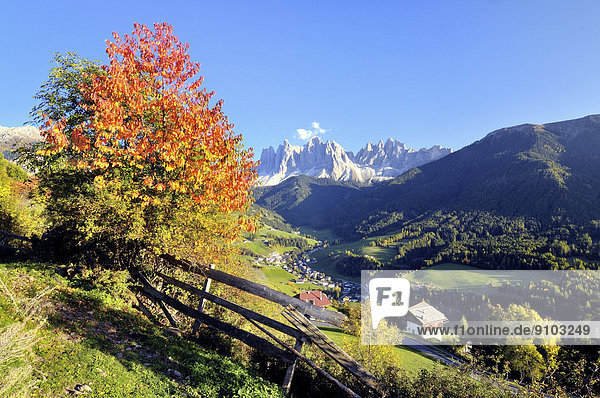 Herbst im Val di Funes mit Geislerspitzen in den Dolomiten  Villnöss  Provinz Bozen  Region Trient  Südtirol  Italien