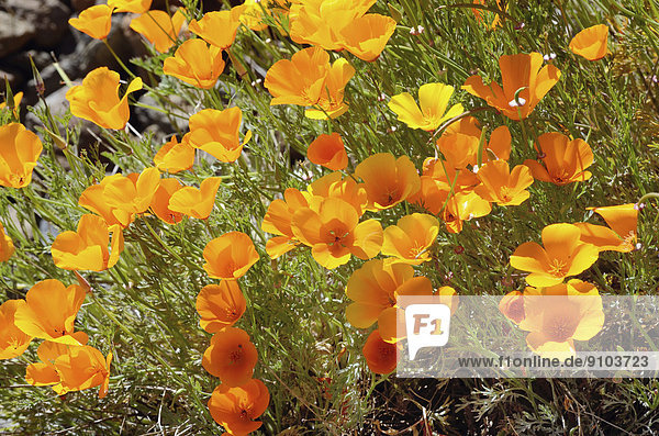 Mohnblüten  Kalifornischer Mohn (Eschscholtzia california) im Blumendorf Vilaflor  Teneriffa  Kanarische Inseln  Spanien
