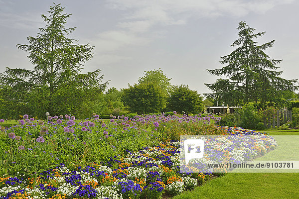Park der Gärten  Stiefmütterchen (Viola tricolor)  Zierlauch (Allium giganteum)  Bad Zwischenahn  Niedersachsen  Deutschland