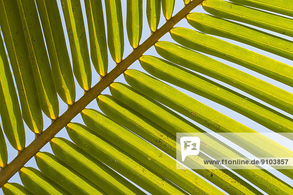 Struktur eines grünen Palmwedels  Indien