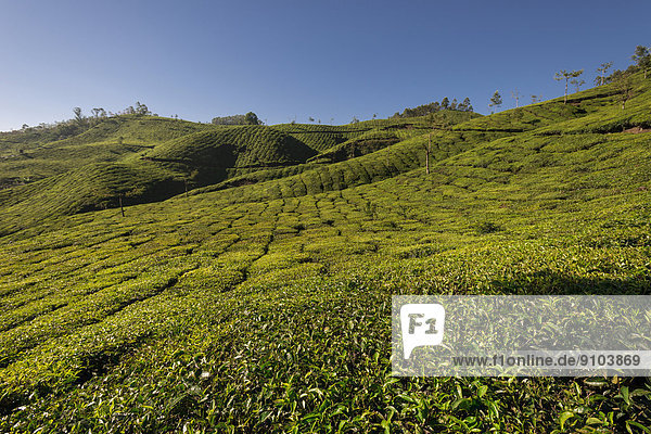 Teeplantagen mit blauem Himmel  1600m  Munnar  Kerala  Westghats-Gebirge  Indien