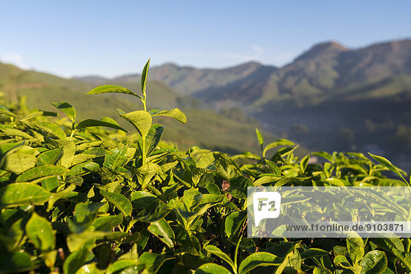 Teepflanzen auf einer Teeplantage  1600m  Munnar  Kerala  Westghats-Gebirge  Indien
