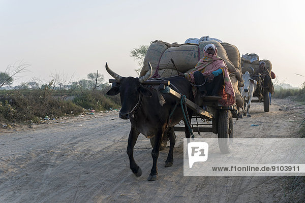 Bullock carts on a road in the morning  Vrindavan  Uttar Pradesh  India