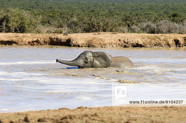 Afrikanischer Elefant (Loxodonta africana)  Jungtier im Wasser  Addo-Elefanten-Nationalpark  Südafrika