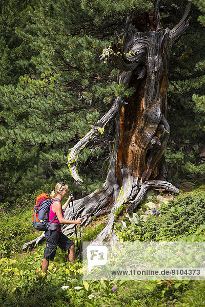 Frau beim Wandern durch den Arvenwald God Tamangur  hinten eine Zirbelkiefer (Pinus Cembra)  Val S-charl  Schweizerischer Nationalpark  Graubünden  Schweiz