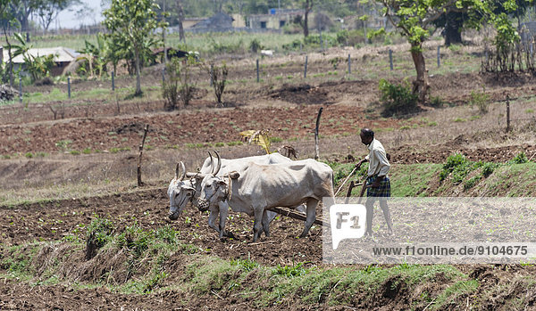 Indian farmer plowing field with yoke of oxen  Nagarhole National Park  Karnataka  India