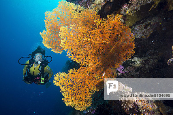 Scuba diver behind a Giant Sea Fan  Gorgonian Fan Coral (Annella mollis  Syn Subergorgia mollis)  Pacific Ocean  Palau
