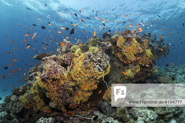 Vielfalt Koralle Malediven hart Indischer Ozean Indik Weichheit