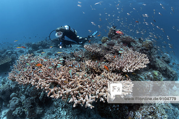 Taucher taucht über Korallenriff  betrachtet Acropora-Koralle (Acropora sp.)  Steinkoralle  verschiedene Korallenfische  Lhaviyani-Atoll  Indischer Ozean  Malediven