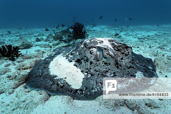 Schwarzpunkt-Stechrochen (Taeniura meyeni) ruht auf Sandgrund  Great Barrier Reef  UNESCO-Weltnaturerbe  Pazifik  Queensland  Australien