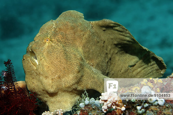 Commersons Anglerfisch  Riesen-Anglerfisch (Antennarius commerson)  Great Barrier Reef  UNESCO-Weltnaturerbe  Pazifik  Queensland  Australien