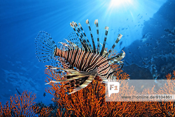 Pazifische Rotfeuerfisch (Pterois volitans)  Great Barrier Reef  UNESCO-Weltnaturerbe  Pazifik  Queensland  Australien