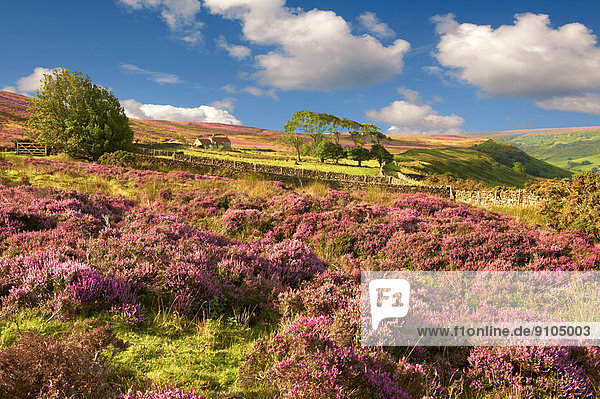 Blühende Heidekräuter auf dem Fryup Dale Moor  Nationalpark North York Moors  North Yorkshire  England  Großbritannien