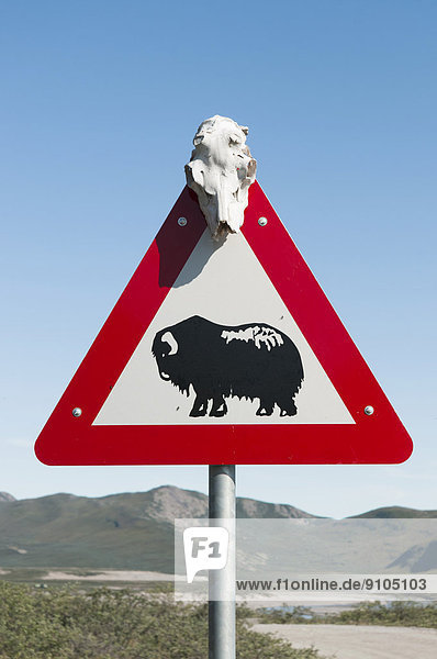 Moschusochse Ovibos moschatus Warnschild Straßenschild Grönland