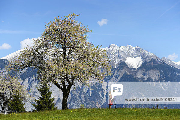 Liebespaar im Frühling neben einem blühenden Baum  hinten Berge  Tirol  Österreich