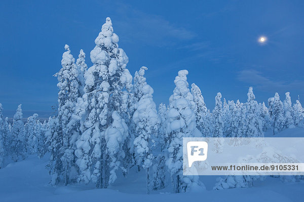 Finnischer Winterwald zur blauen Stunde  bei Rovaniemi  Lappland  Finnland