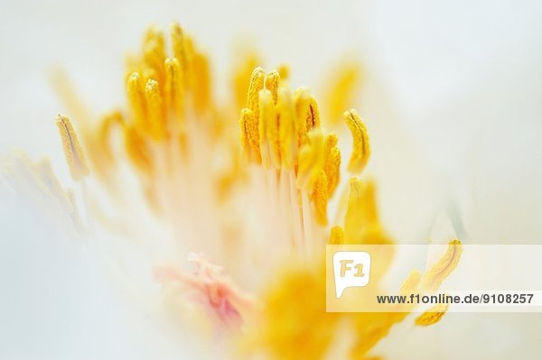 Nahaufnahme von weißen Blütenblättern mit gelben Staubgefäßen