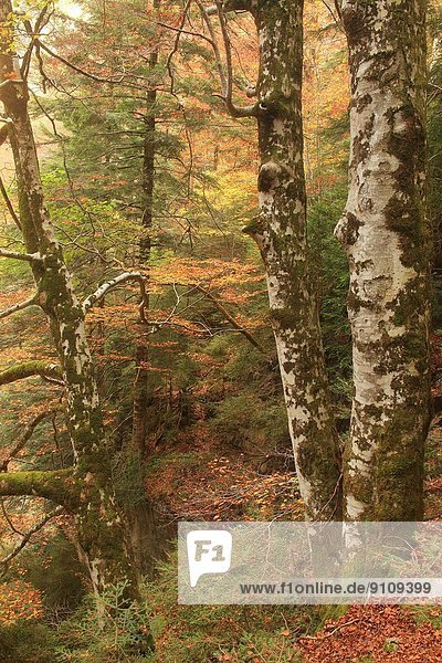 Wald , Herbst , Buche,  Buchen , Schlucht , Huesca