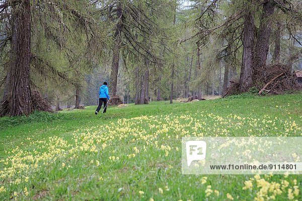 Woman hiking in the forest at Val Campo di Dentro near Innichen in South Tirol  Italy.