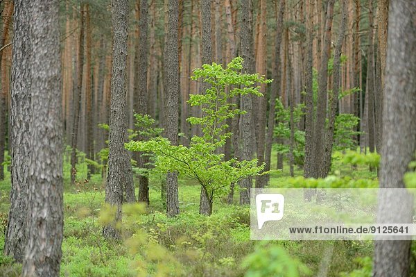 europäisch  Baum  Landschaft  Wald  Kiefer  Pinus sylvestris  Kiefern  Föhren  Pinie  Buche  Buchen  Oberpfalz